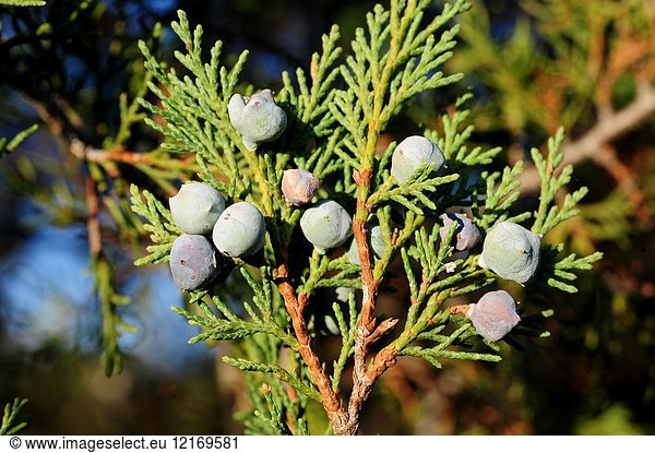 Spanish juniper (Juniperus thurifera) is a small tree native to western Mediterranean mountains. Cones and scale-leaves detail. This photo was taken in Sabinar de Calatanazor  Soria province  Castilla-Leon  Spain.