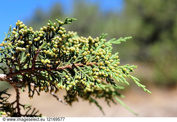 Spanish juniper (Juniperus thurifera) is a small tree native to western Mediterranean mountains. Male flowers and scale-leaves detail. This photo was taken in Sabinar de Calatanazor  Soria province  Castilla-Leon  Spain.