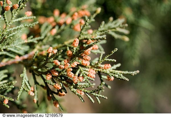 Spanish juniper (Juniperus thurifera) is a small tree native to western Mediterranean mountains. Male flowers detail. This photo was taken in Sabinar de Calatanazor  Soria province  Castilla-Leon  Spain.