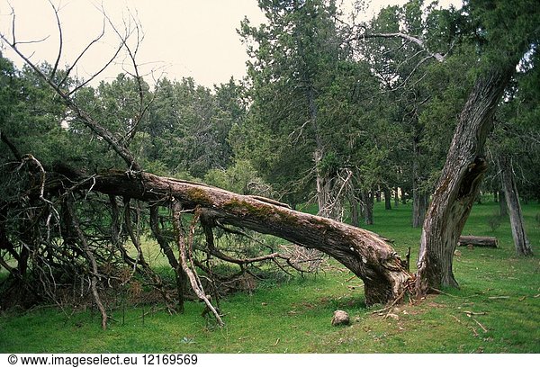 Spanish juniper (Juniperus thurifera) is a small tree native to western Mediterranean mountains. This photo was taken in Sabinar de Calatanazor  Soria province  Castilla-Leon  Spain.