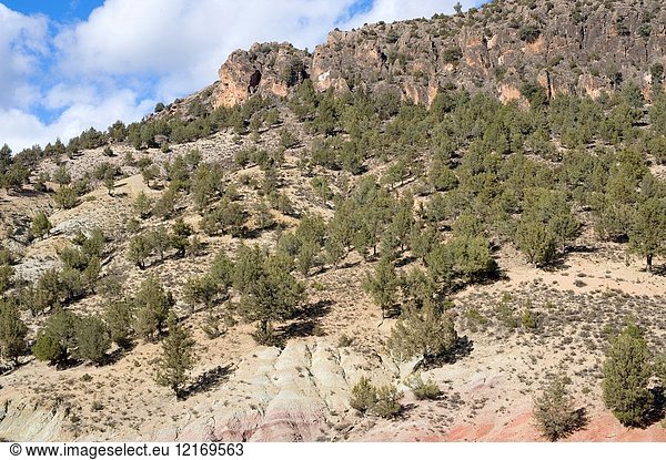 Spanish juniper (Juniperus thurifera) is a small tree native to western Mediterranean mountains. This photo was taken in Sierra de Albarracin  Teruel province  Aragon  Spain.