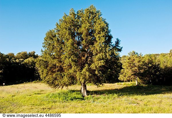 Spanish Juniper (Juniperus thurifera)  Lagunas de Ruidera Natural Park  Villahermosa  Ciudad Real province  Castilla-La Mancha  Spain