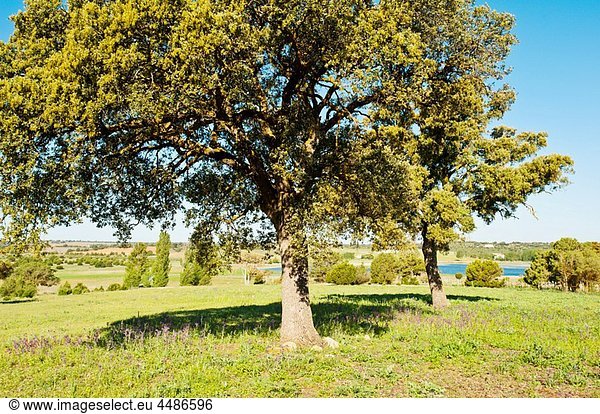 Spanish Juniper (Juniperus thurifera) Lagunas de Ruidera Natural Park Villahermosa Ciudad Real province Castilla-La Mancha Spain