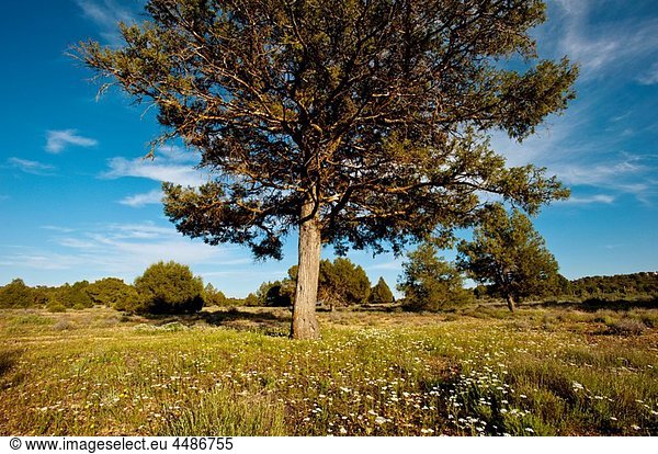 Spanish Juniper (Juniperus thurifera) near the Laguna Blanca  Lagunas de Ruidera Natural Park  Villahermosa  Ciudad Real province  Castilla-La Mancha  Spain