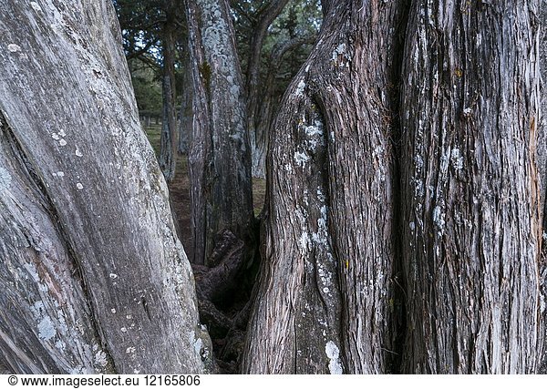 SPANISH JUNIPER (Juniperus thurifera)  Sabinar de Calatañazor  Soria province  Castilla y Leon  Spain  Europe.