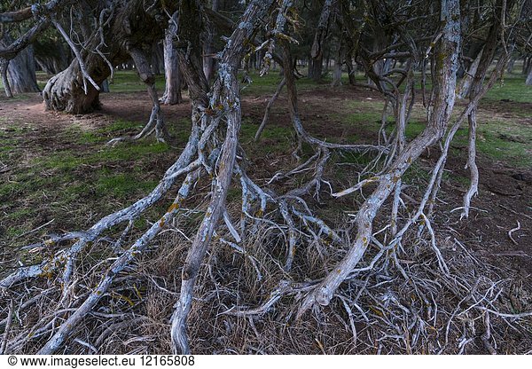 SPANISH JUNIPER (Juniperus thurifera)  Sabinar de Calatañazor  Soria province  Castilla y Leon  Spain  Europe.