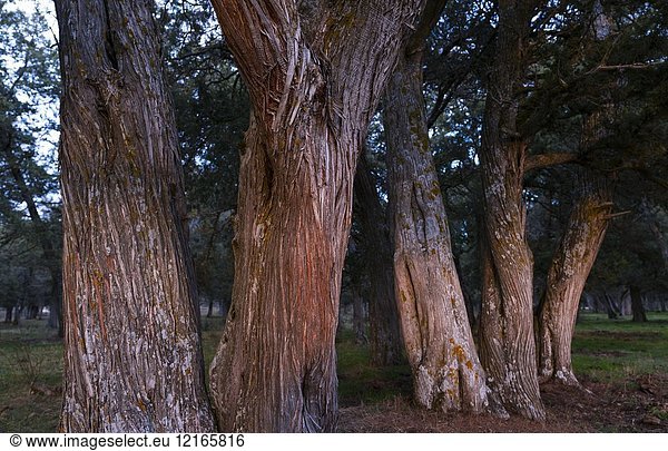 SPANISH JUNIPER (Juniperus thurifera)  Sabinar de Calatañazor  Soria province  Castilla y Leon  Spain  Europe.