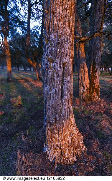 SPANISH JUNIPER (Juniperus thurifera)  Sabinar de Calatañazor  Soria province  Castilla y Leon  Spain  Europe.