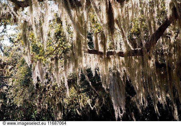 Spanish moss on tree,  Florida