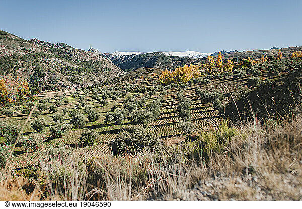 Spanish Olive Tree Orchard in Spring in Mountains