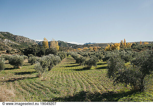 Spanish Olive Tree Orchard in Spring in Mountains