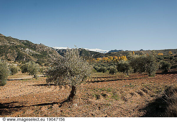 Spanish Olive Tree Orchard in Spring in Snow Covered Mountains
