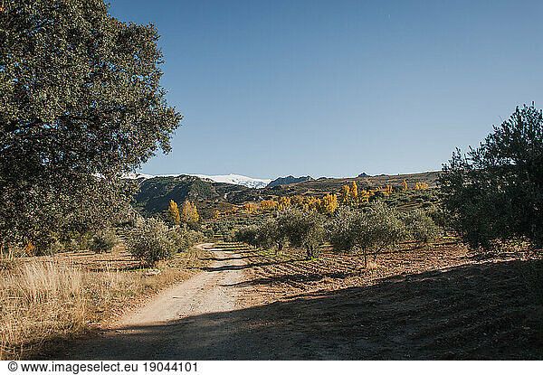 Spanish Olive Tree Orchard in Spring with snowy Mountains
