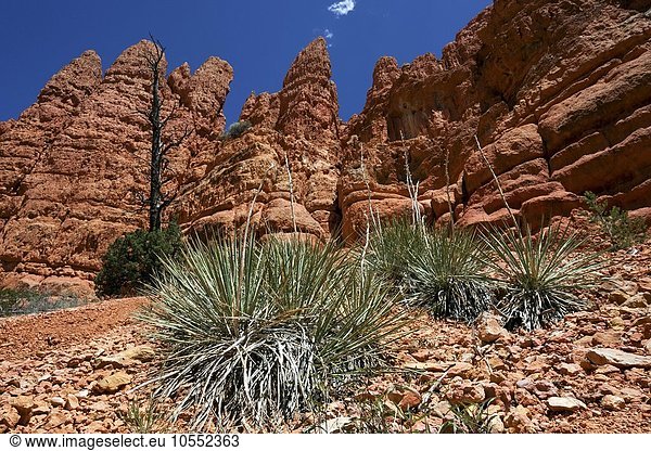 Spargelgewächse Nomina (Nolina parryi) vor Gesteinsformationen  Red Canyon  Utah  USA  Nordamerika