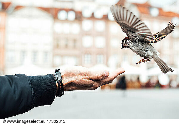 sparrow eats with hands on the old square of Warsaw Poland