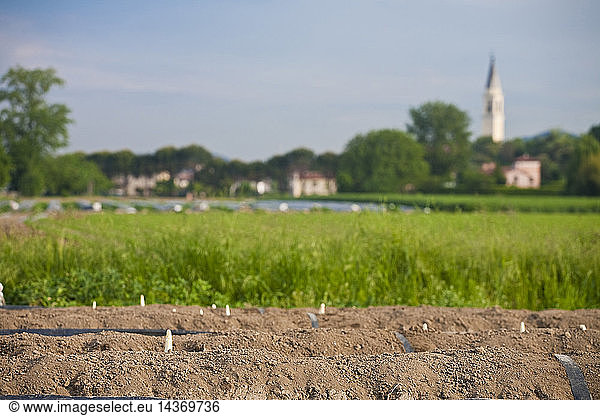 sparrow-grass  asparagi bianchi  Pernumia  Padova  Veneto  Italy  Europe