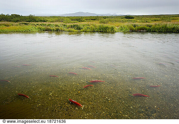 Spawning sockeye salmon in the Talarik River near Lake Illiamna  AK.