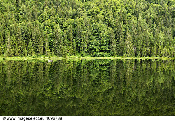 Spechtensee lake  reflections of a pine forest in the water  landscape between Tauplitz and Liezen  Salzkammergut  Styria  Austria  Europe