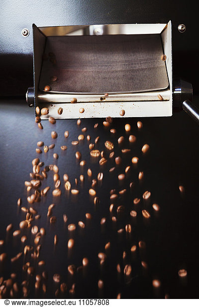 Specialist coffee shop. Roasted coffee beans being poured from a sieve.