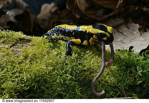 Speckled Salamander eating a Night Crawler - Poitou France