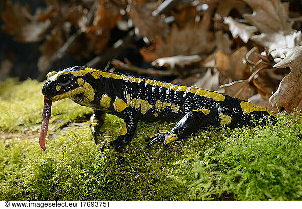 Speckled Salamander eating a Night Crawler - Poitou France