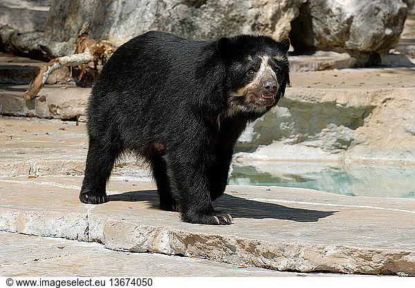 Spectacled Bear (Tremarctos ornatus) aka Andean Bear. San Antonio Zoo