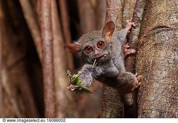 Spectral Tarsier (Tarsius tarsier) eating a grasshopper on Fig tree ...