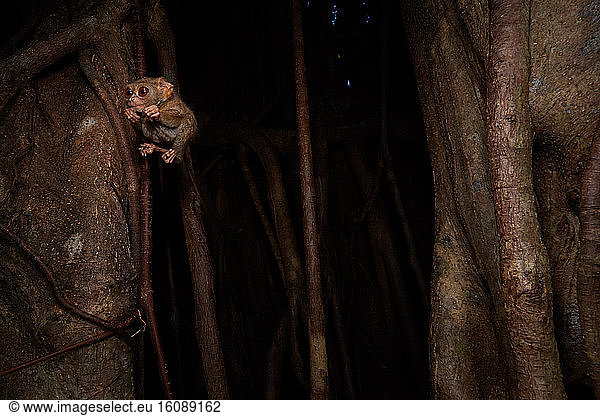 Spectral Tarsier (Tarsius tarsier) jumping from a Fig tree (Ficus ...