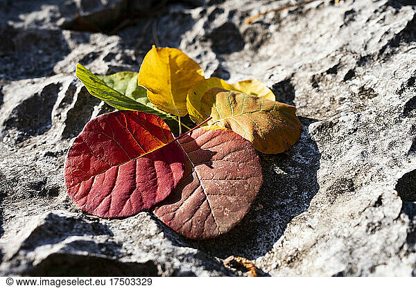 Spectrum of autumn colors on fallen leaves lying on stone surface