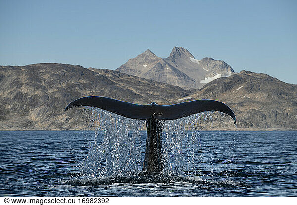 Sperm Whale (Physeter macrocephalus) tail and mountain landscape  East Greenland