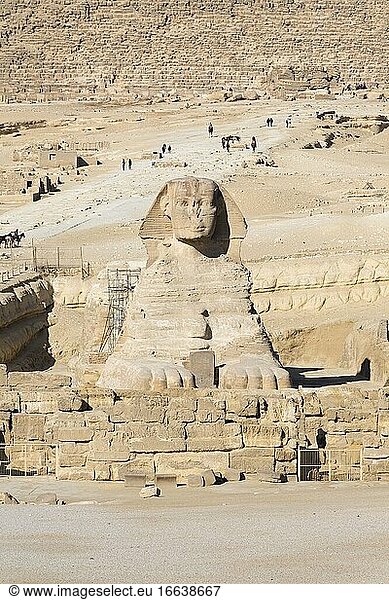 Sphinx  Gizeh  Kairo  Ägypten.