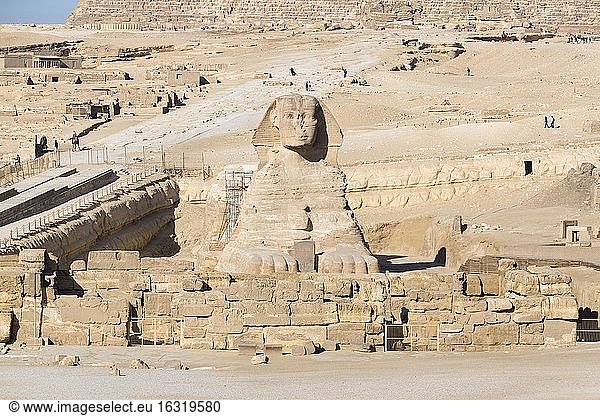 Sphinx  Gizeh  Kairo  Ägypten  Afrika