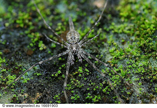 Spider Camouflage mit seiner Natur