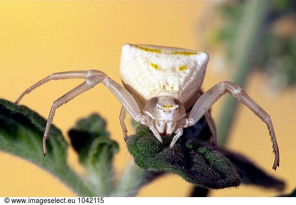 Spider (Thomisus Onustus)