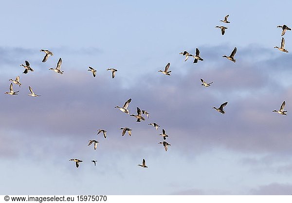 Spießente (Anas acuta) und Stockente (Anas platyrhynchos)  Vogelschar im Flug  Altenpleen  Mecklenburg-Vorpommern  Deutschland  Europa