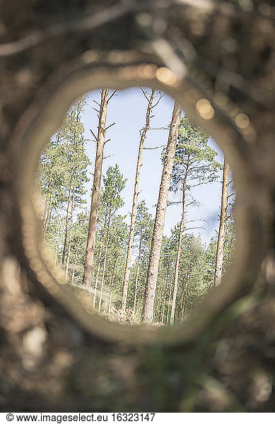 Spiegelbild der Bäume im Wald