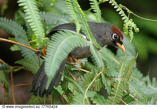 Spiegelhäherling  Spiegelhäherling  Spiegelhaeherlinge  Spiegelhäherlinge  Rabenvögel  Singvögel  Tiere  Vögel  Chestnut-capped Laughingthrush (Garrulax mitratus) adult in vegetation  Fraser's Hill  Malaysia  Asien