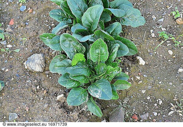 Spinach (Spinacia oleracea) is an edible annual plant native to Asia and widely cultivated in the rest of the world. This photo was taken in Baix Llobregat  Barcelona province  Catalonia  Spain.