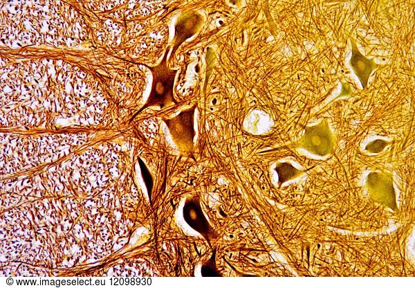 Spinal cord cross section showing neurones and glia cells. Optical ...