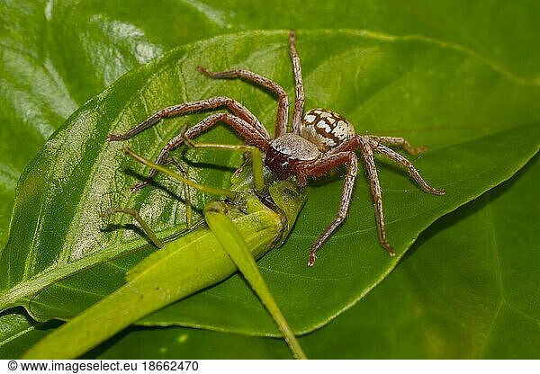 Spinne frisst Heuschrecke  Regenwald von Ranomafana  Südliches Hochland  Zentral-Madagaskar  Madagaskar  Afrika