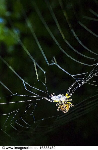 Spinne im Amazonas-Regenwald bei Nacht  Sacha Lodge  Coca  Ecuador  Südamerika