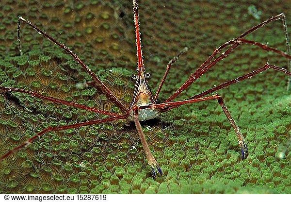 Spinnenkrabbe  Stenorhynchus seticornus  Britische Jungferninseln