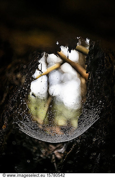 Spinnennetz mit Tautropfen im toten Baum