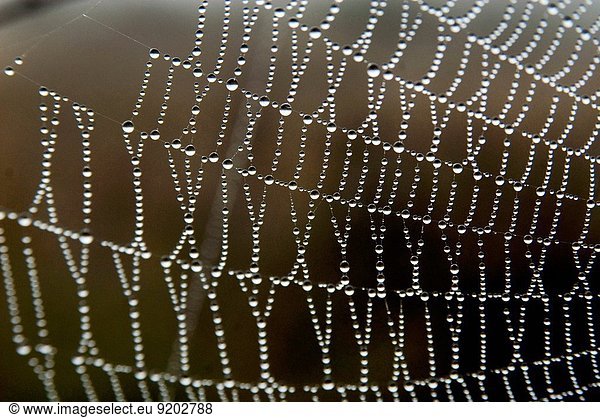 Spinnwebe heraustropfen tropfen undicht Tau Tautropfen Netz Asien Indien Karnataka