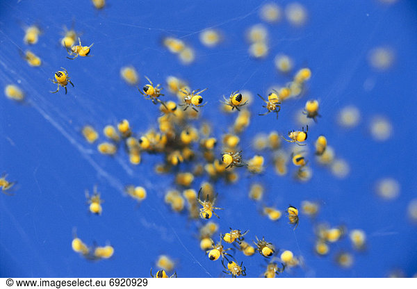 Spinnwebe  klein  Spinne
