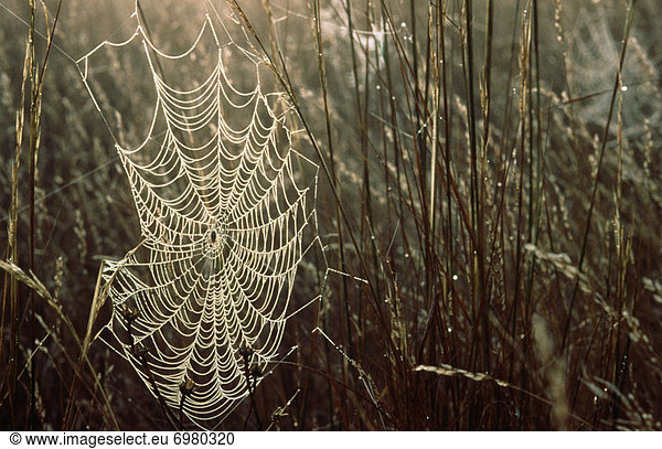 Spinnwebe  Morgen  Tau  Tautropfen  früh  Spinne