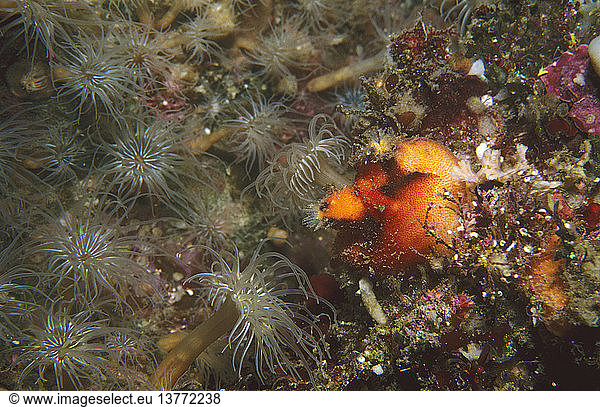 Spiny sea squirts (Halocynthia dumosa)  on rock wall  amongst many other sessile invertebrates. Kangaroo Island  South Australia