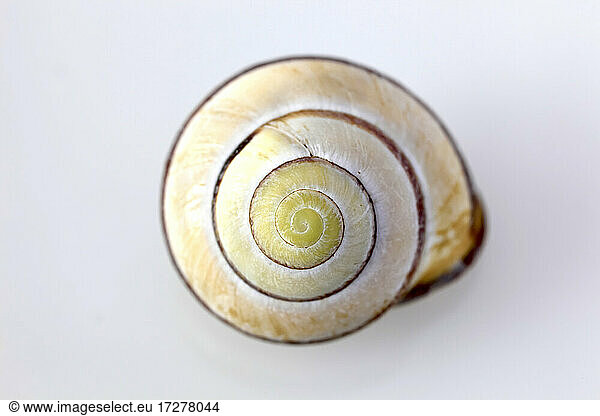Spiral of yellow snail shell