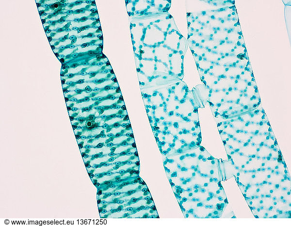 Spirogyra is a genus of filamentous green algae of the order Zygnematales. It owes its name to a chloroplast (the green part of the cell) that is wound into a spiral  a unique property of this genus which makes it easily to recognise. It is commonly found in freshwater areas. Spirogyra is a photosynthetic  eukaryotic cell with similar rectangular cells placed end to end. The cell wall is two layers  the outer one is of cellulose while the inner one is made up of pectin. The cytoplasm forms a thin lining in contact with the cell wall. The cytoplasm encloses a large central vacuole containing cell sap. Chloroplasts are embedded in the cytoplasm. The chloroplast is ribbon shaped and spirally arranged. Each chloroplast contains several pyrenoids  situated in the central vacuole. Spirogyra can reproduce both asexually and sexually. In asexual reproduction  fragmentation takes place  and spirogyra simply undergos mitosis to form new filaments. In sexual reproduction  different filaments line up side by side either partially or throughout their length. One cell each from opposite lined filaments give our tubular protuberances known as conjugation tubes which grow toward each other. The protuberances then elongate and unite. Walls at the contact dissolve forming a passage between the two cells  called the conjugation canal. The contents of the gametangia round up forming male and female gametes. Magnification x100  35mm film.