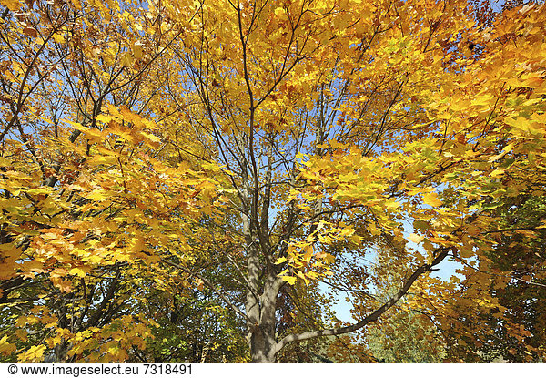 Spitzahorn (Acer platanoides) in Herbstfarben  Thüringen  Deutschland  Europa
